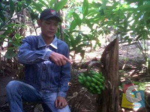 Erna Hermawan saat menunjukan pisang  Unik  yang Keluar dari Batang Pohon sisa ditebang (poto.Hermanto)