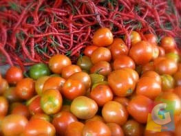Tomat dan cabai, foto ilustrasi