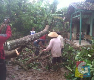 Warga sedang bahu membahu membersihkan reruntuhan pohon tumbang akibat angin puting beliung, Senin (23/2/2015) foto Hermanto