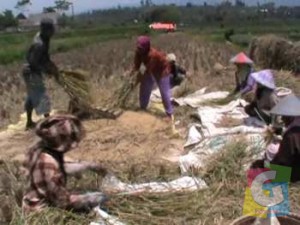 Para Petani di Garut saat memanen padi, meski harga benar naik petani tetap merugim karena terkena padi terserang hama, Foto Fiat  