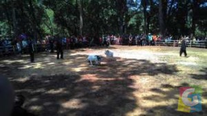 Pentas ketangkasan Domba Garut saat meriahkan hari Jadi Kota Banjar, foto hermanto