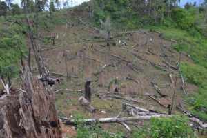 Gambar kerusakan hutan, foto Istimewa