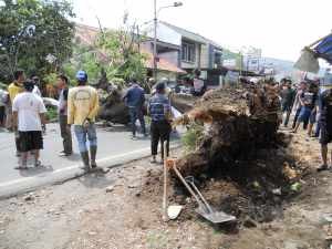 Pohon tumbang menghalangi arus lalu lintas dijalan raya leles, foto Kus
