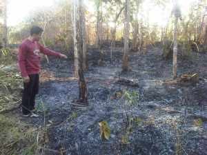 Salah seorang warga menunjukan lahan kebun jati yang terbakar, foto Hermanto