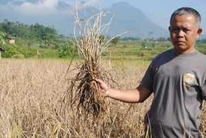 Tohidin salah sorang petani saat menunjukan tanaman padi yang terserang hama wereng, foto Kus