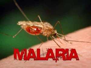 nyamuk penyebab Malaria hidup endemis diair payau, pertemuan air asin dengan air tawar, gambar istimewa