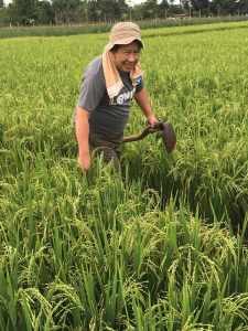 Komjen (Purn) Susno Duaji berada dipematang sawah diantara hamparan padi, foto fb susno duaji