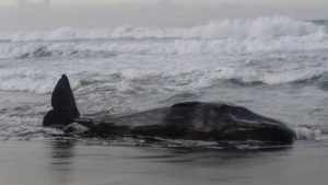 Ini dia ikan paus yang terdampar, foto istimewa
