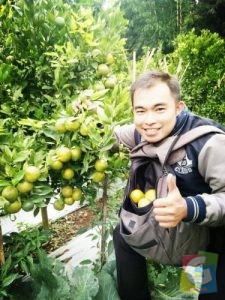 Dasep Badrusalam saat memetik jeruk dikebun miliknya, foto dok