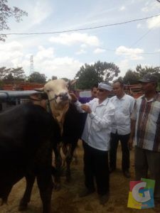 Petugas Disnakan saat memeriksa sapi kurban dipasar hewan Ciwareng Purwakarta, foto Deni