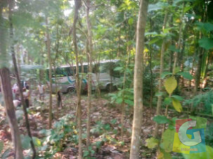 Bus Budiman nahas tampak berada disela-sela pepohonan diperkebunan setelah rem blong, foto dok