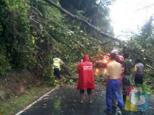 Sejumlah petugas saat melakukan upaya pembersiahan pohon tumbang yang menutupi badan jalan, foto Hermanto