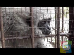 Salah satu primata yang berhasil diamankan BKSDA Jabar , foto Dedi