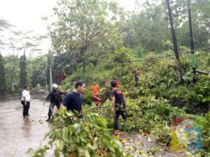 WhatsApp-Image-2018-04-20-at-23.39.22-300x225 PERISTIWA  Pohon Besar Tumbang, BPBD Dan Dinas Lingkungan Hidup Banjar Lakukan Evakuasi
